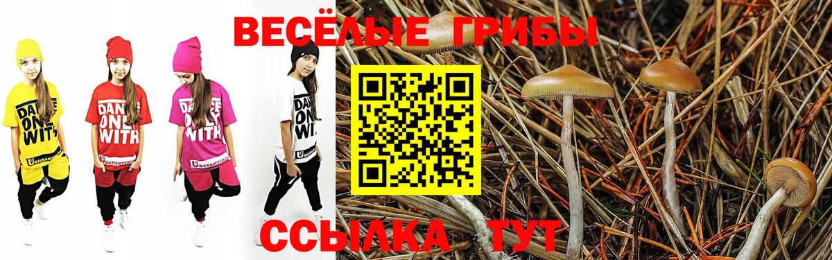 Десногорск  где найти   Вход с VPN  Псилоцибиновые грибы Psilocybe 